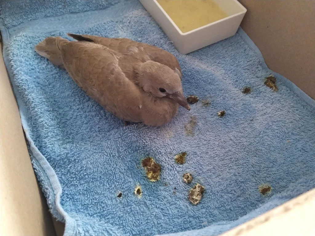 When Pigeon Poop Becomes Dangerous