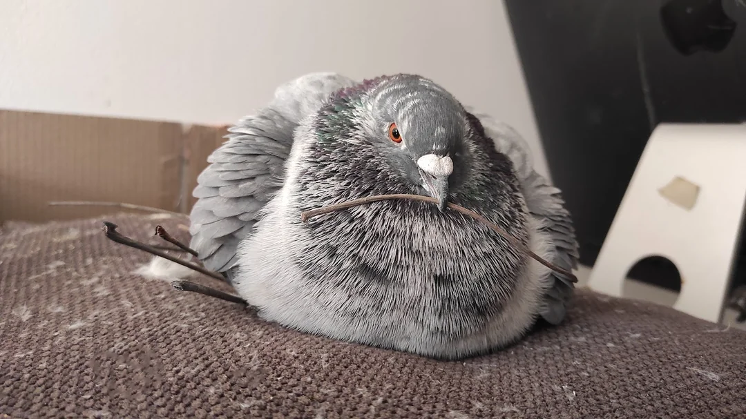 why do pigeons vibrate their neck