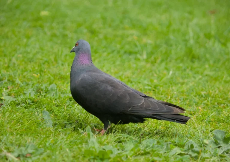bird flu symptoms in pigeons