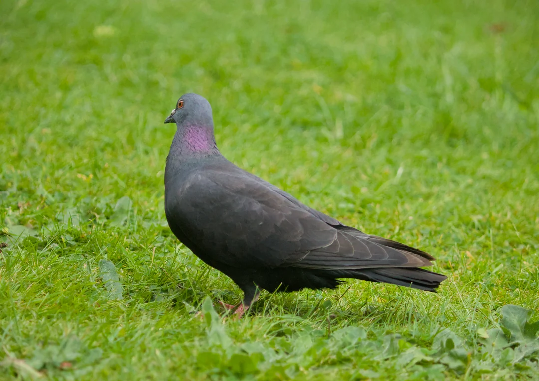 bird flu symptoms in pigeons