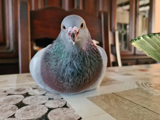 can pigeons fly at night