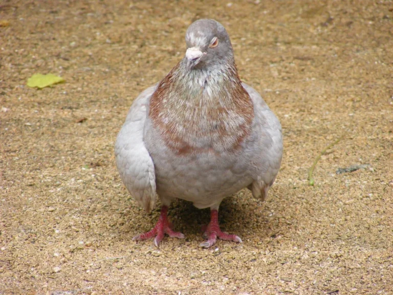 do pigeons carry diseases