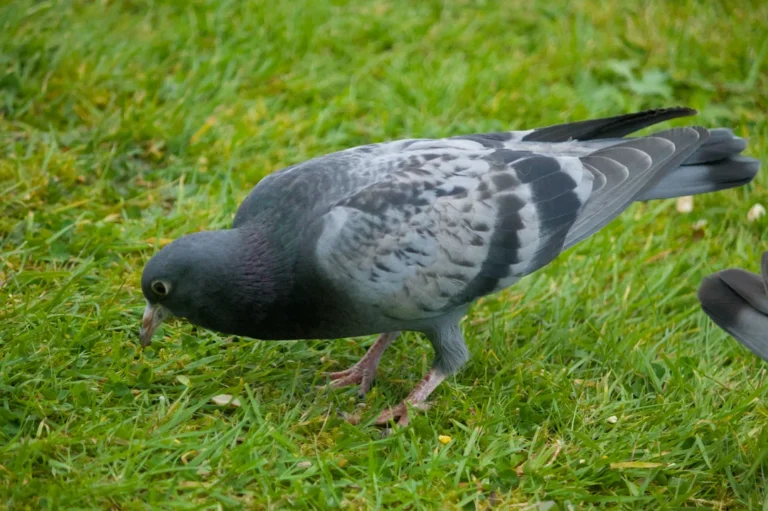 do pigeons feel love