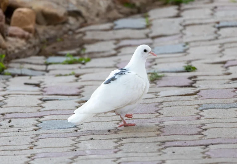 do pigeons get bird flu