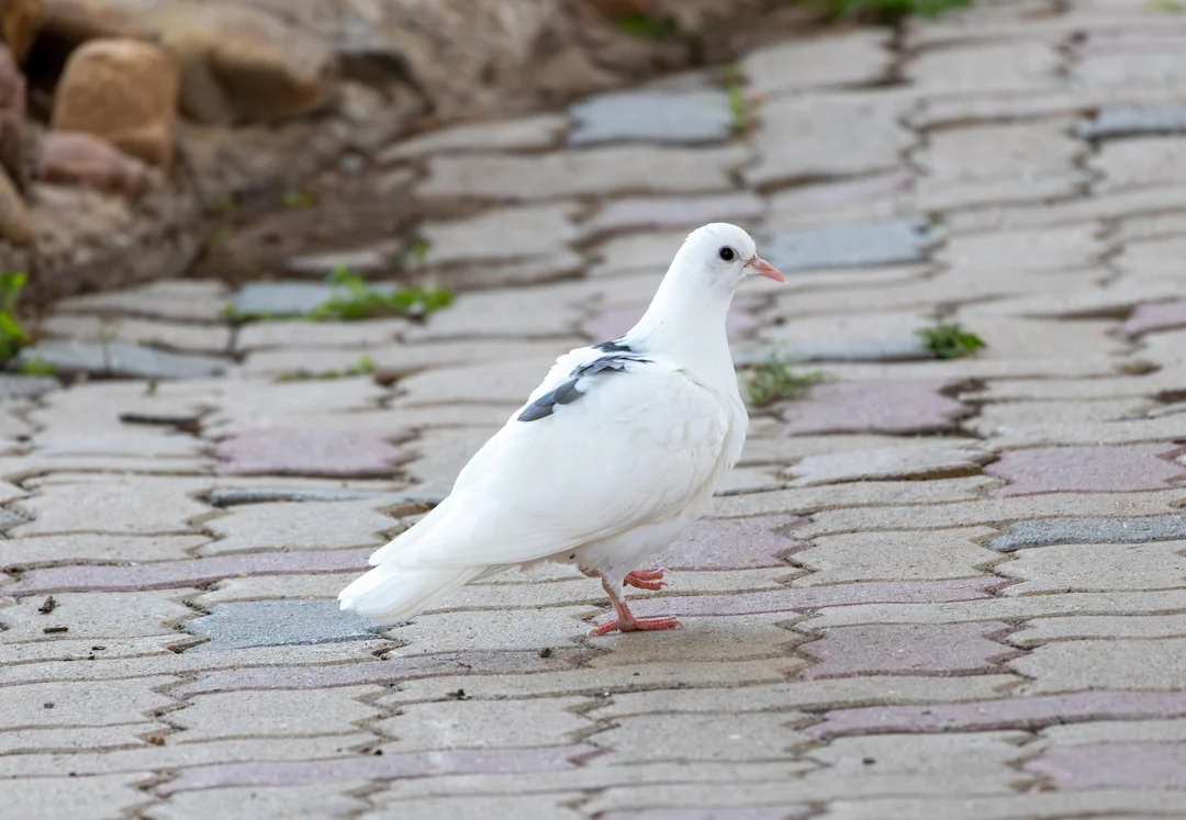 do pigeons get bird flu