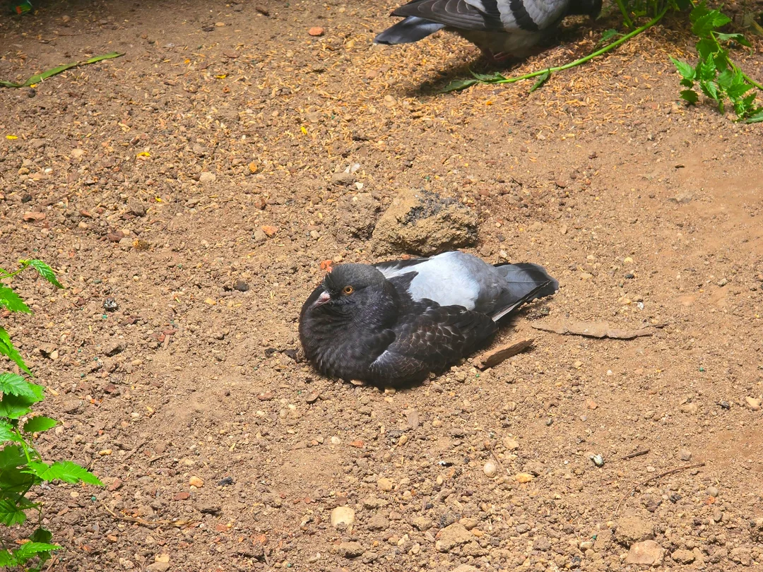 do pigeons remember faces