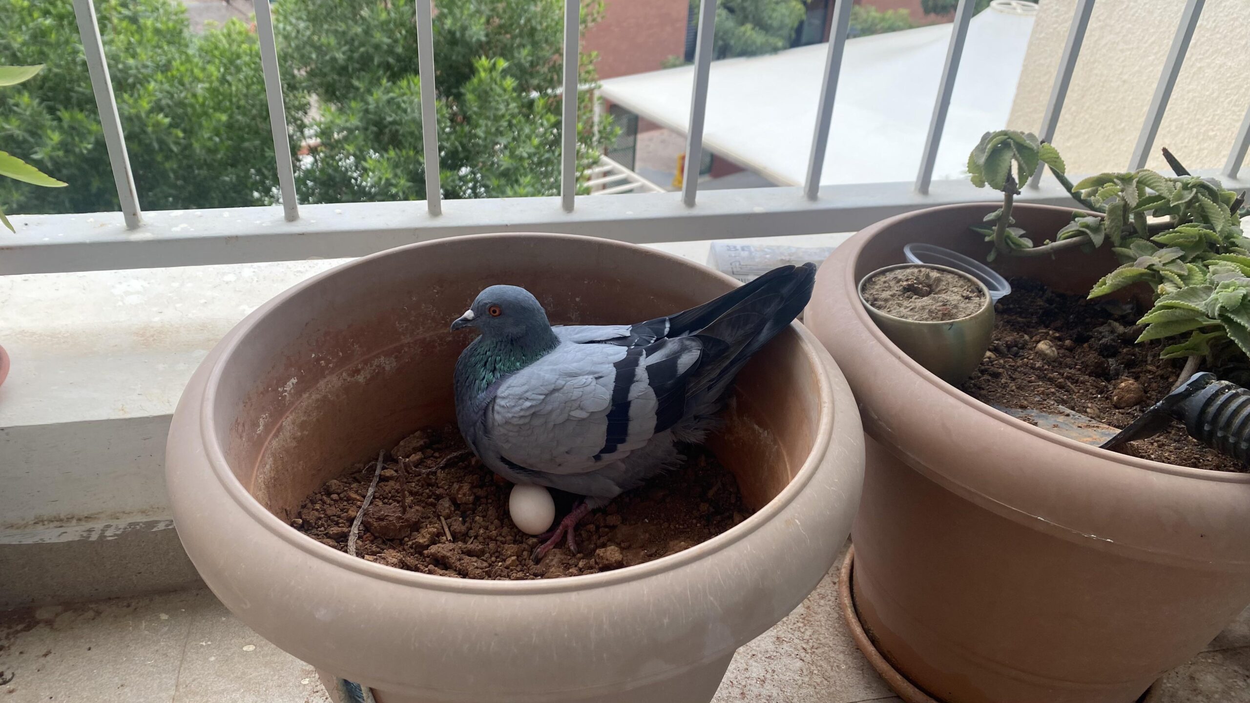 how many eggs do pigeons lay