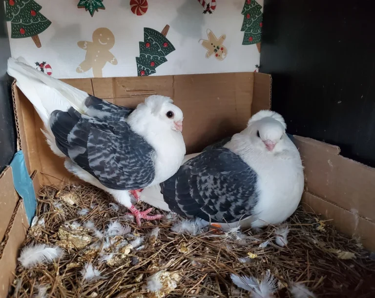how pigeons reproduce