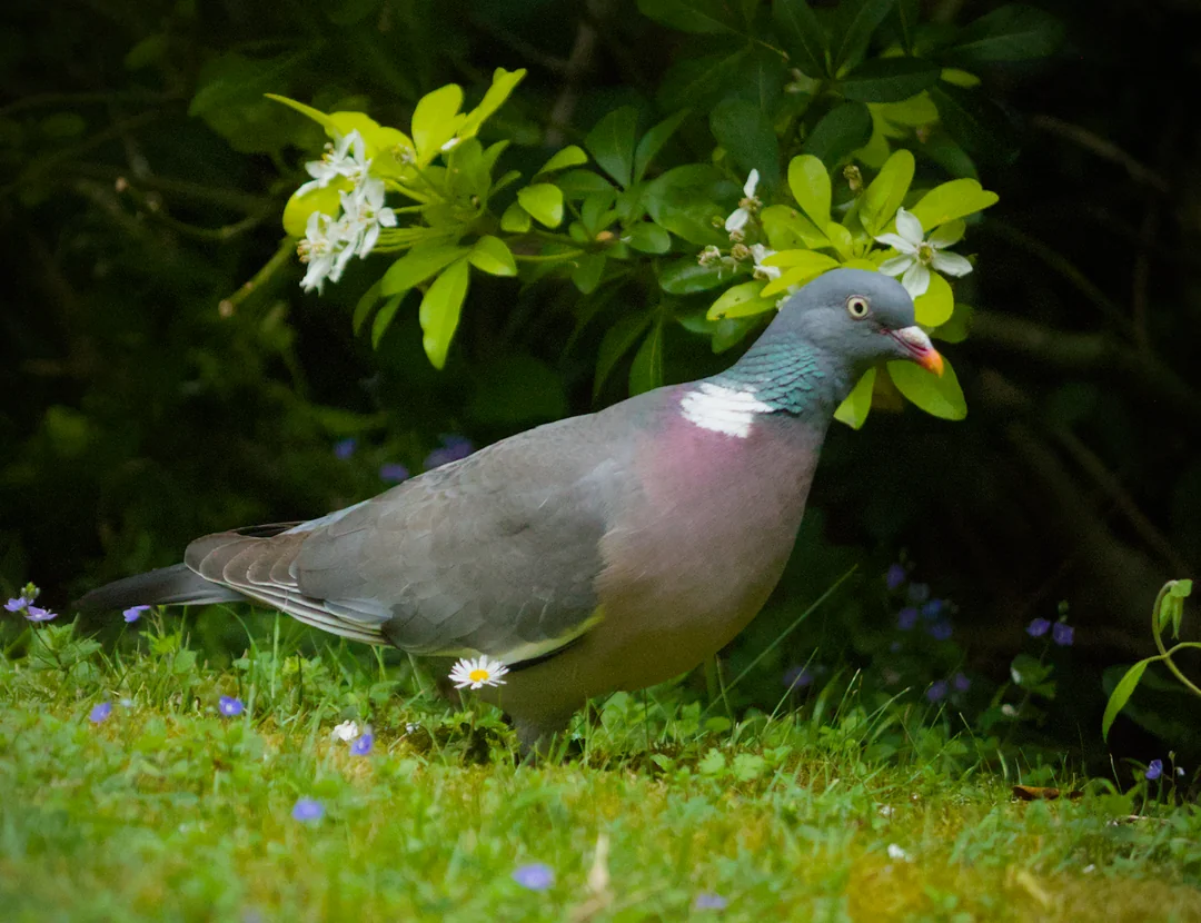 is pigeon poop dangerous