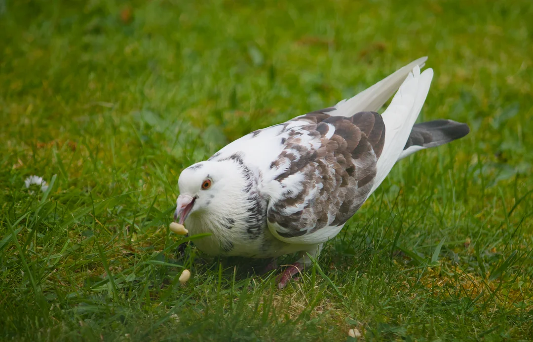 pigeon breeding guide