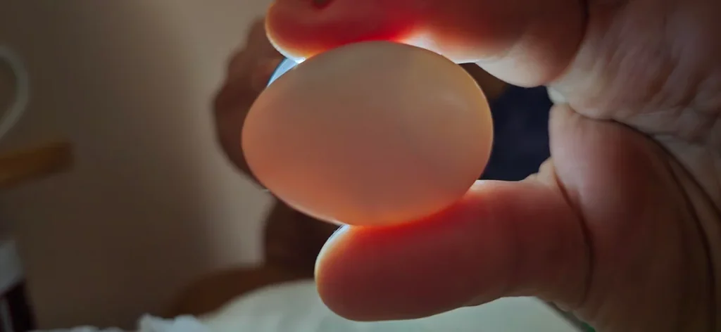 Pigeon Eggs