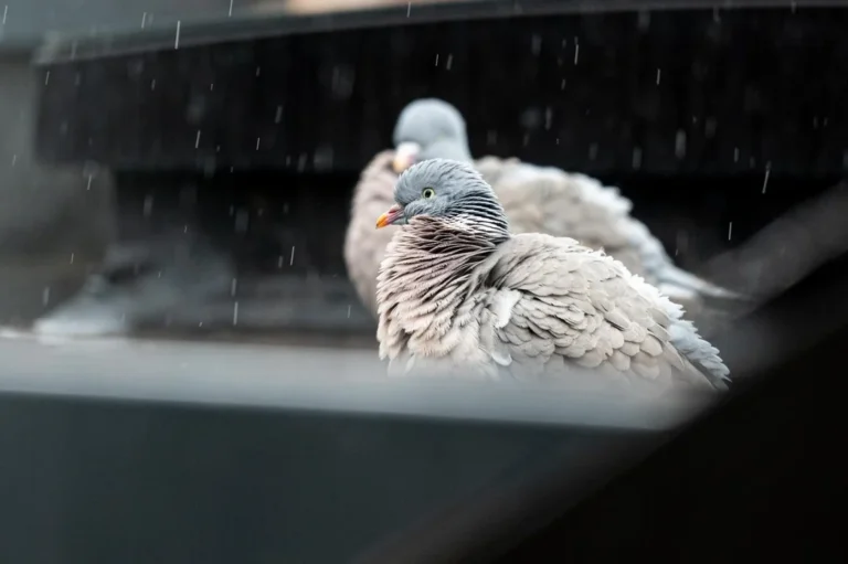 pigeon egg gestation period