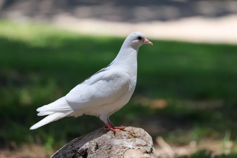 pigeon housing guide