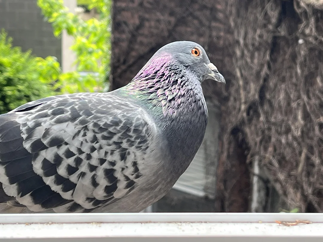 pigeon louse fly treatment