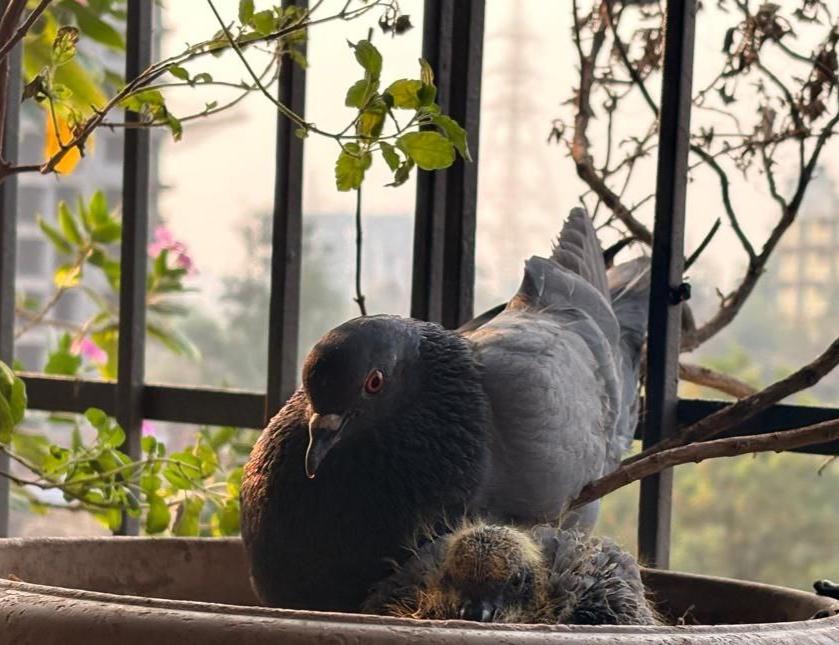 treatment for pigeon pox