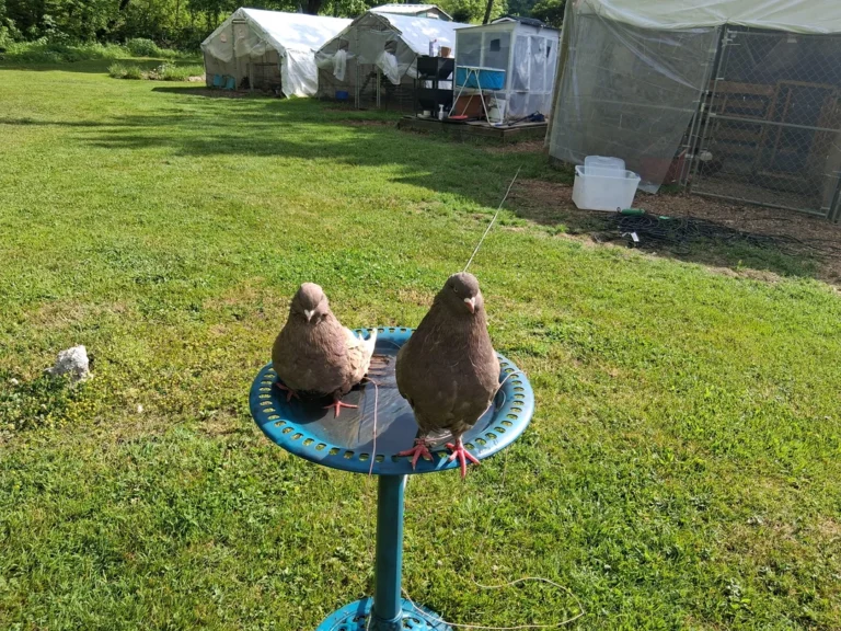 what does a pigeon sound like