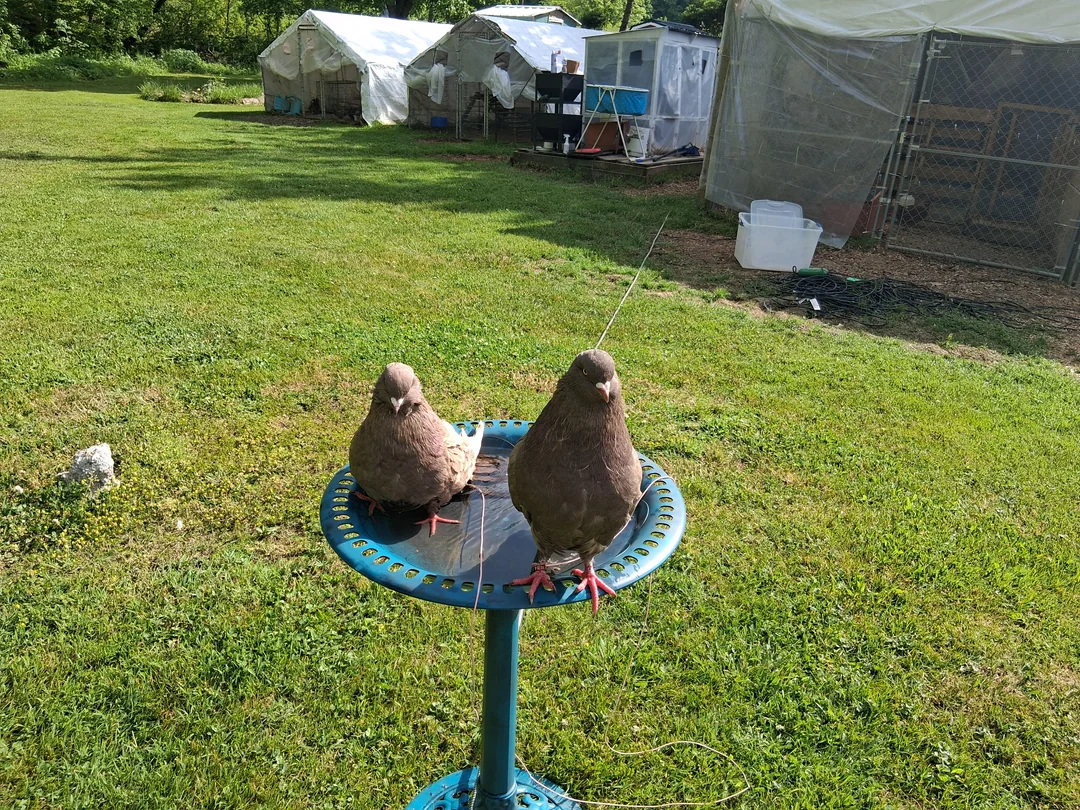 what does a pigeon sound like