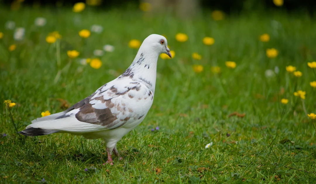 why do pigeons coo