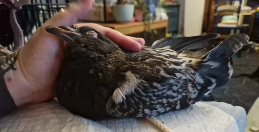 Breeding giant runt pigeons