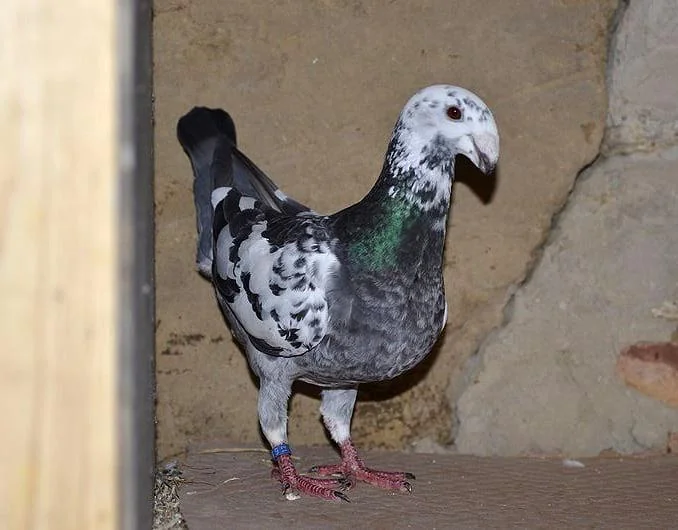 German Beauty Homer Pigeon