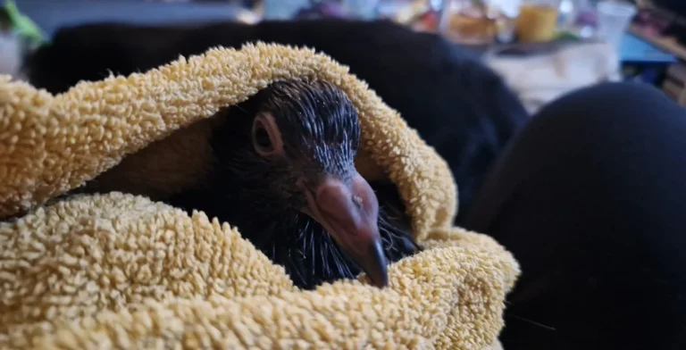 Giant Runt Pigeon