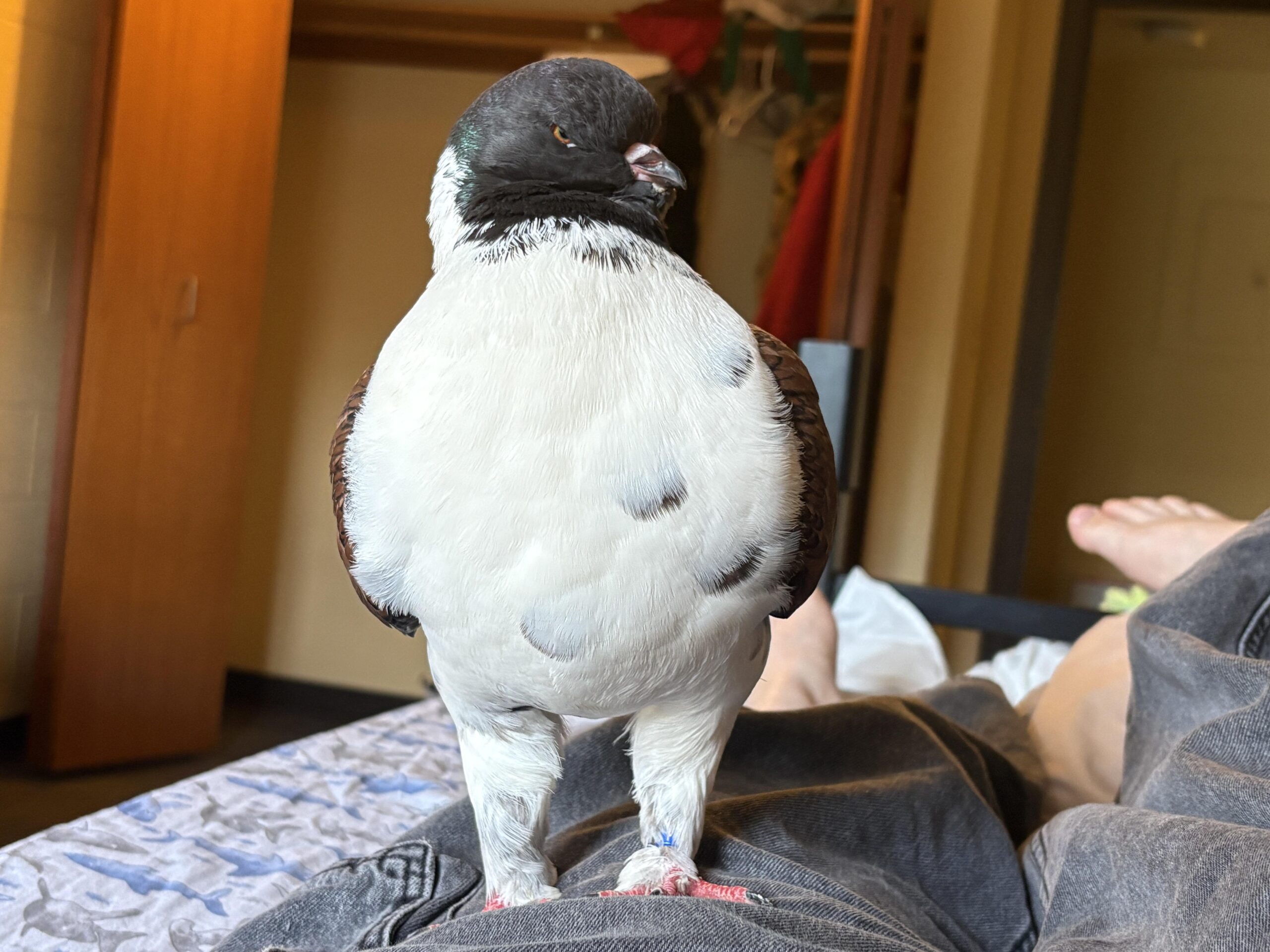 Modena Pigeon
