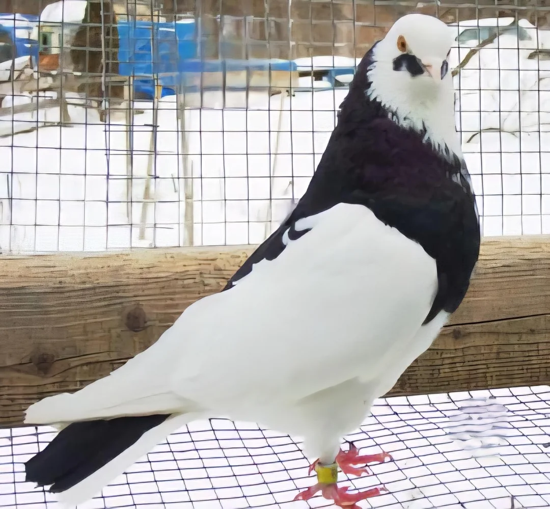 Nesting Bowls For Pigeons