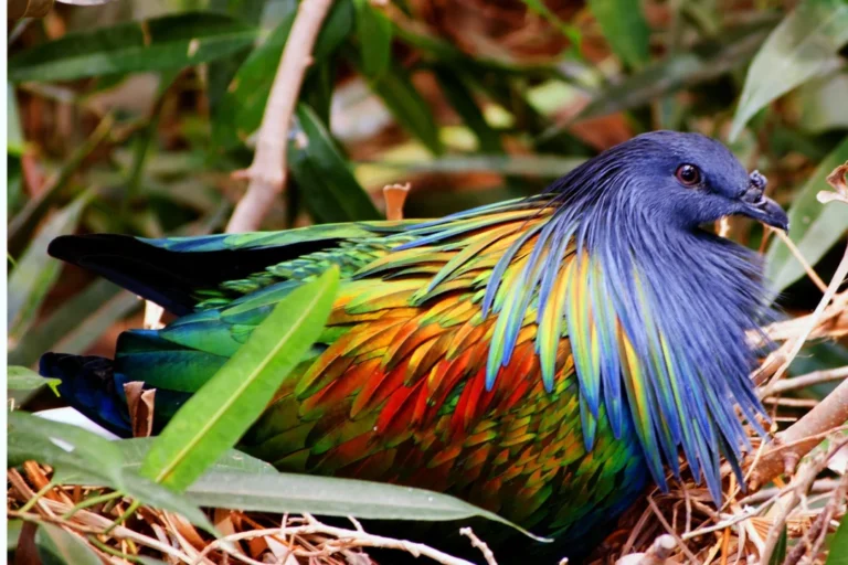 Nicobar Pigeon