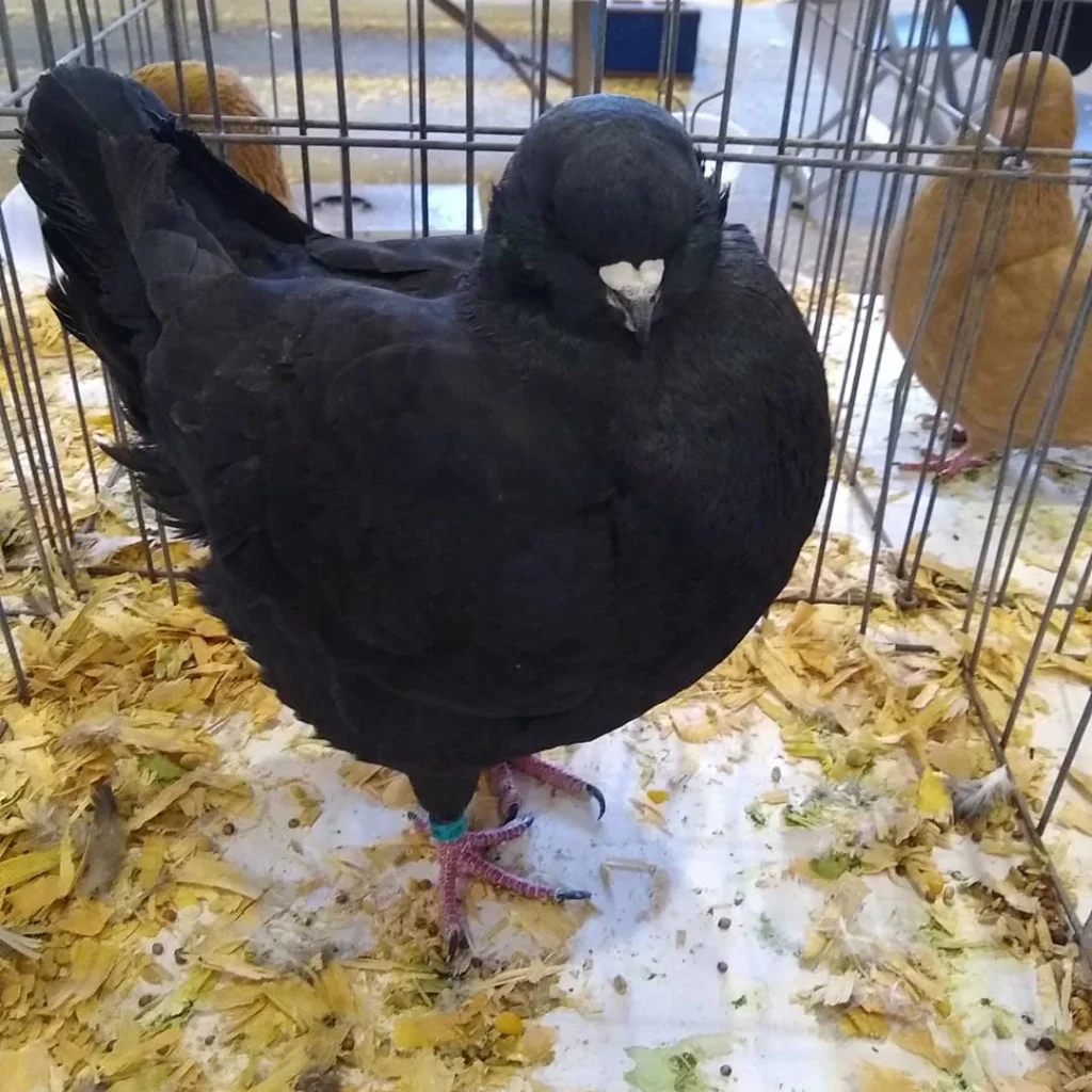 Practical Pigeon Care Advice