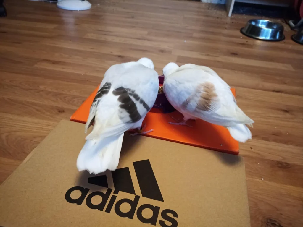 Practical Pigeon Care Advice