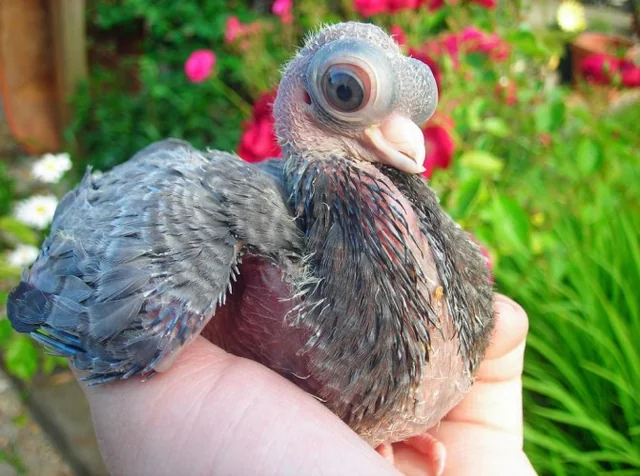 Practical Pigeon Care Advice