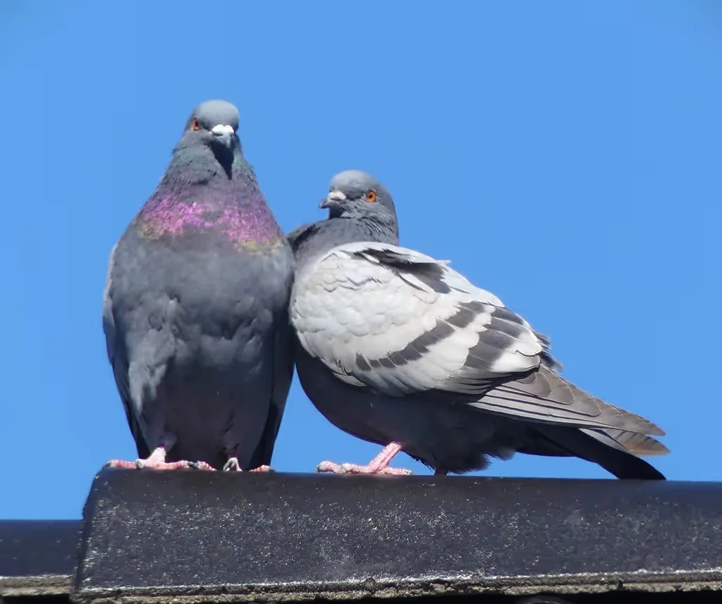 Practical Pigeon Care Advice
