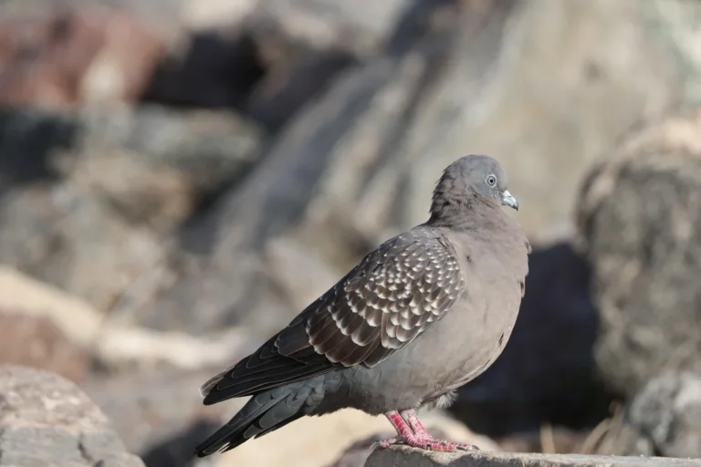 Racing pigeon loft design