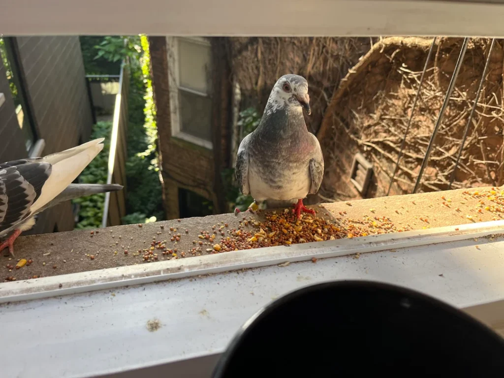 Tips and Common Mistakes When Raising Rare Fancy Pigeon Breeds