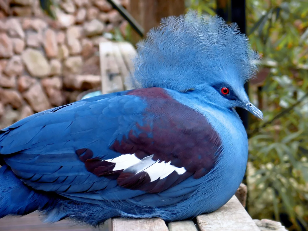 Victoria Crowned Pigeon