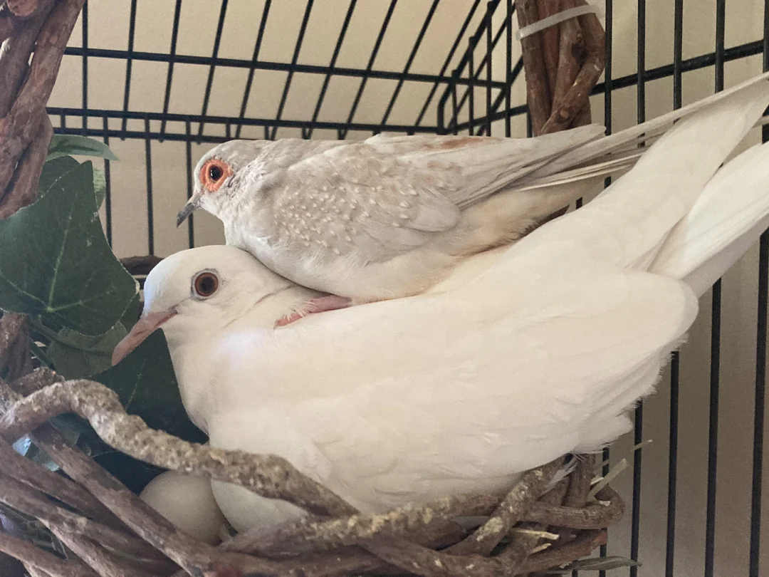 What Is Pigeon Racing