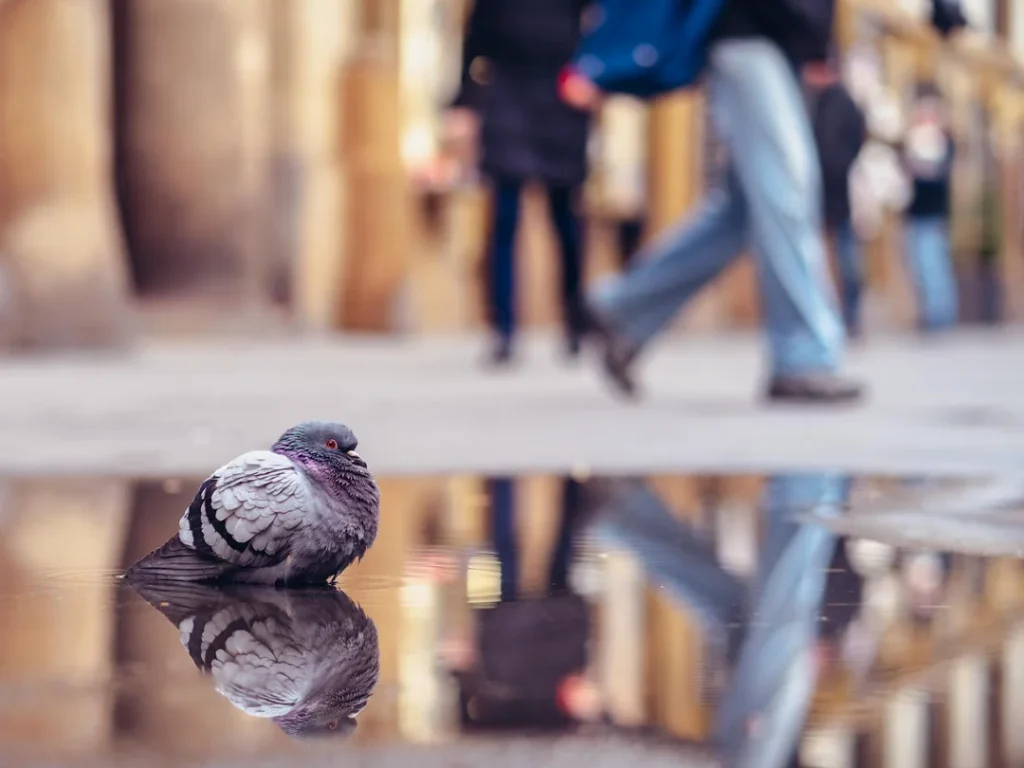 adding new pigeons