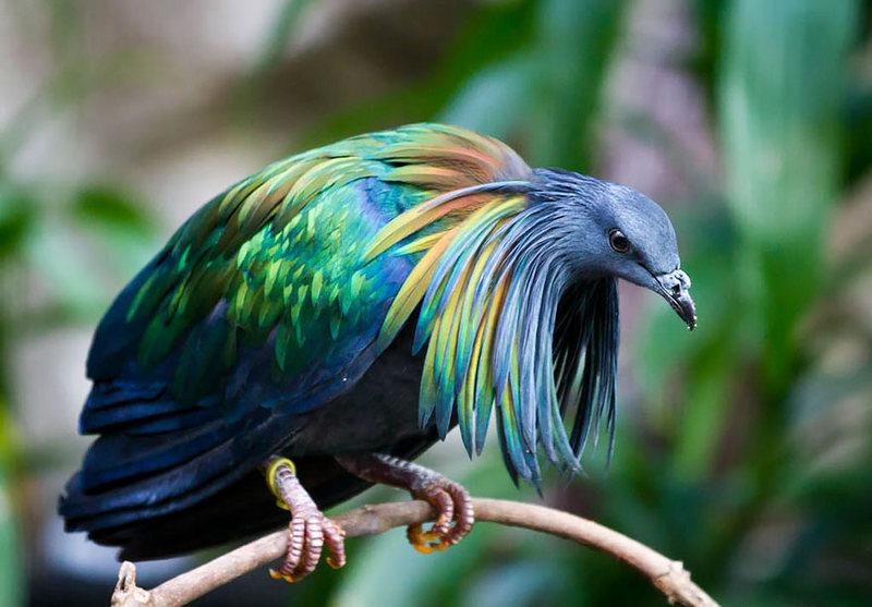breed Nicobar pigeons