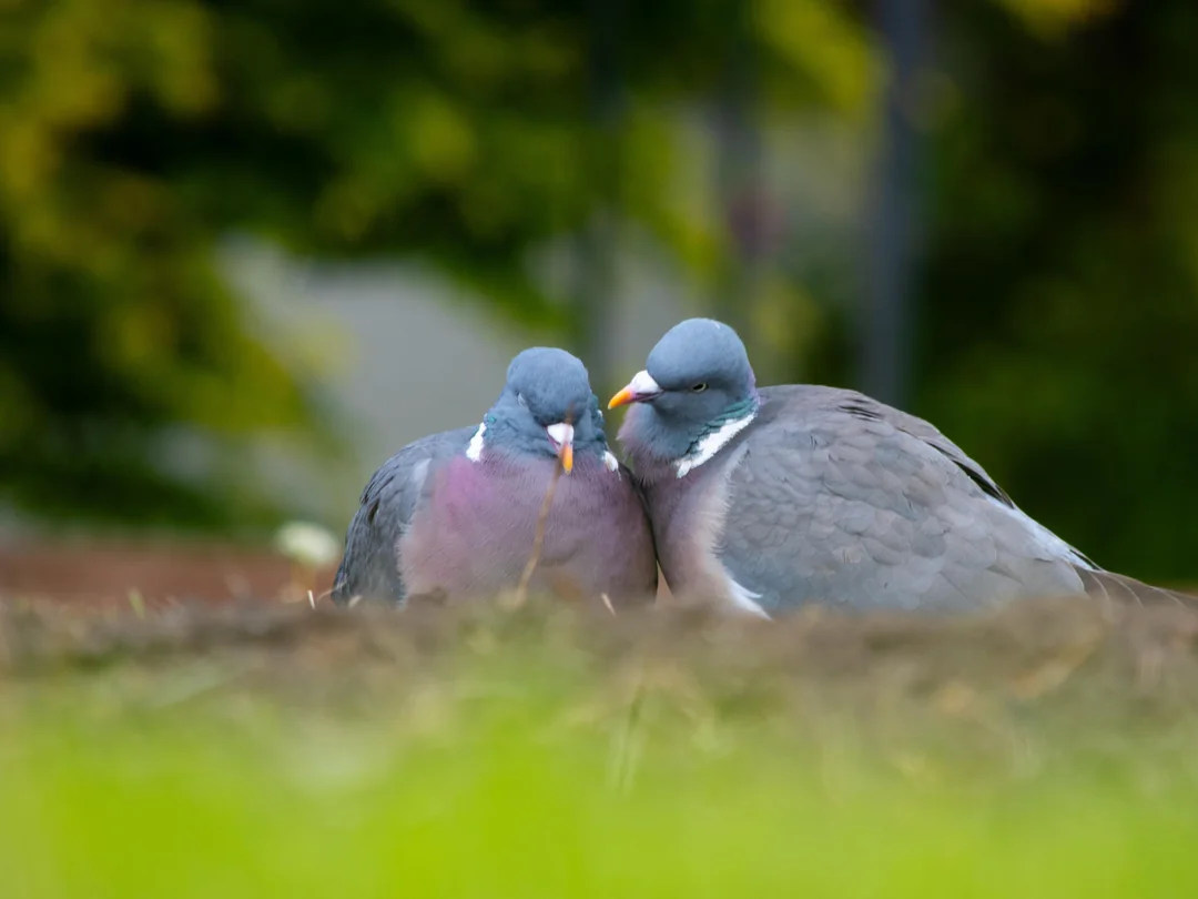 how to make a pigeon coop