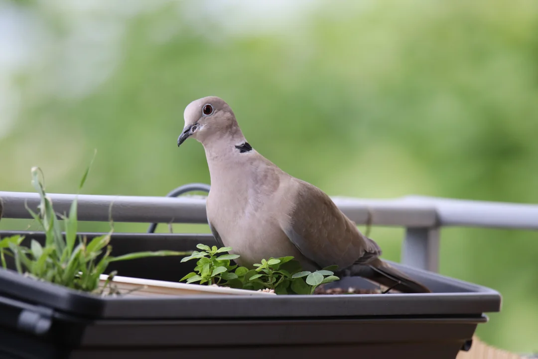 indoor pigeon cage ideas