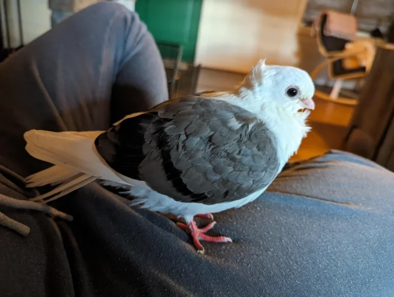 old german owl pigeon