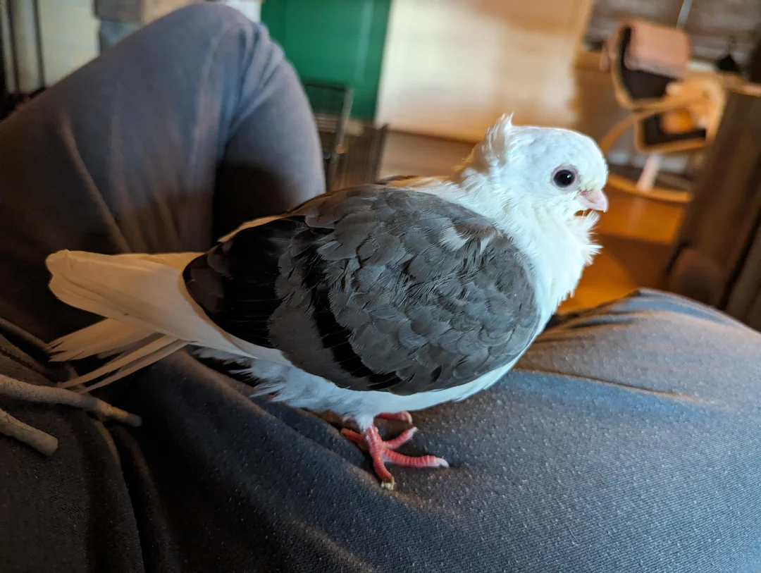 old german owl pigeon