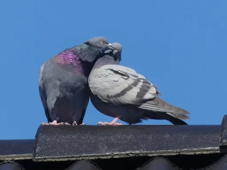 pigeon breeds with pictures