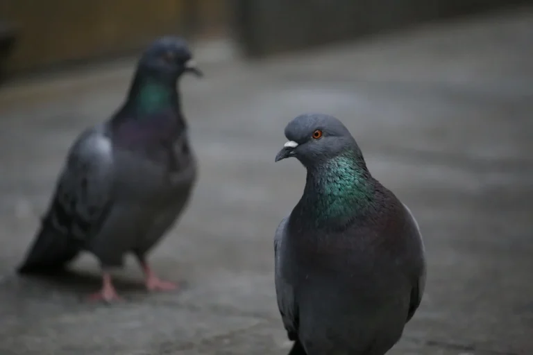 rare fancy pigeon breeds