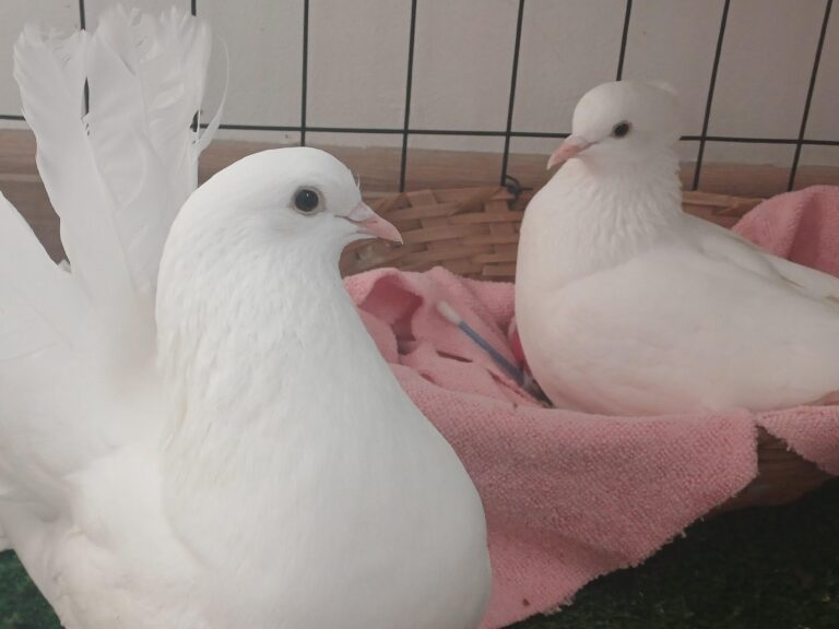 top 10 pigeon breeds