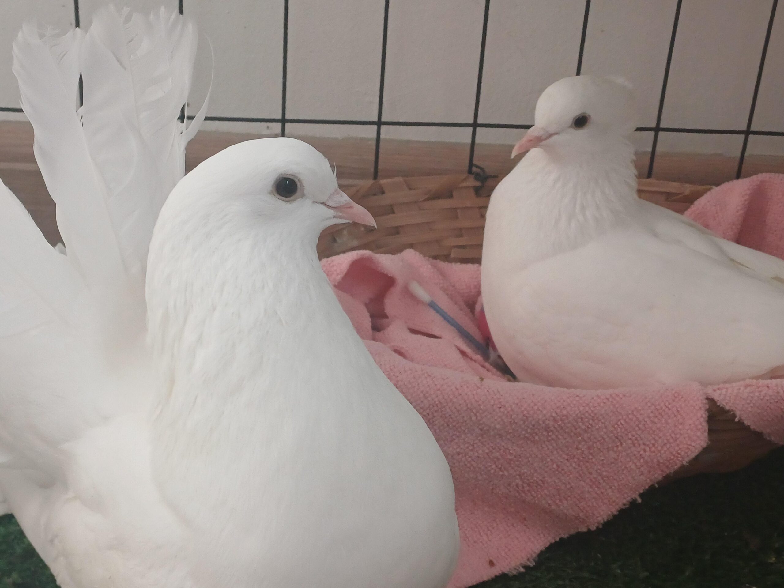 top 10 pigeon breeds