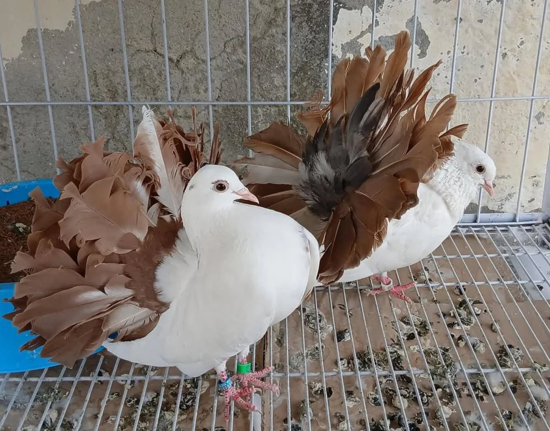types of pigeon breeds