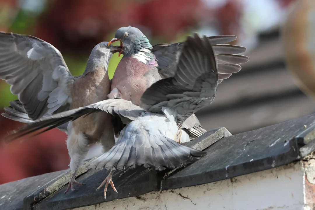 How Does Pigeon Racing Work