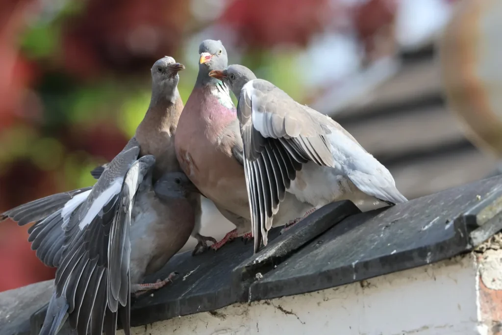 Selecting the Right Pigeons